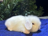 HOLLANDA LOP TAVŞANLARI