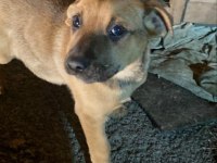 İki aylık bebek köpekler çok sağlıklı ve sevimliler