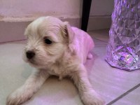 Maltipoo bebekler