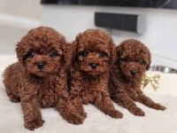Toy poodle yavrular safkan ırk garantili