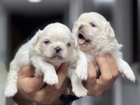 İmperial pekingese yavrular