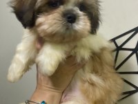 Safkan Shih Tzu Erkek Yavru Parazit ve Aşı Yapıldı