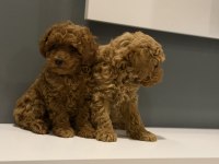 Biblo poodle bebeklerim yeni yuvasını arıyor