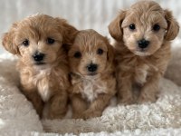 Mükemmel Güzellikteki Maltipoo Yavrularımız