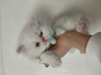 Sıfır burun exotic shorthair beyaz meleklerim