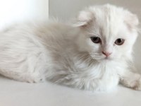 Asil Scottish Fold Longhair yavrumuz