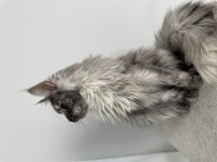 FULL ŞECERELİ POLYDACTYLY DİŞİ MAİNE COON