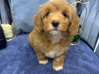 Orjinal Maltipoo Yavru