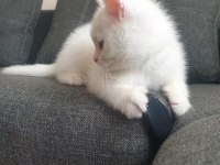 60 Günlük Beyaz British Shorthair Oyuncu Sevimli
