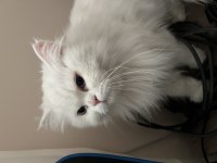 Dişi British Longhair 1,5 Yaşında
