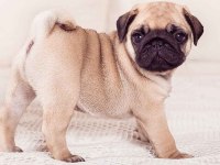 Show Kalite Rıfkı Pug Yavrularımız