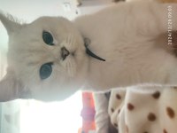 6 aylık erkek scottish shorthair silver point oğlum