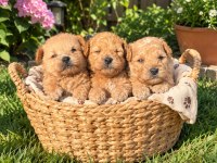 Maltipoo Kucuk Yakısıklılar