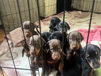 65 Günlük Dişi Ve Erkek Doberman Yavruları
