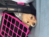 2 aylık baby Face Safkan golden retriever