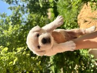 Şecereli Safkan Labrador retriever yavruları