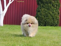 Yetişkin damızlık dişi pomeranian boo