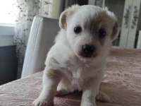 2.5 aylık maltipoo