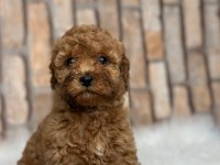İstanbul köpek çiftliği her boy Toy POODLE Yavrular