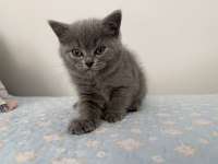British shorthair 55 günlük