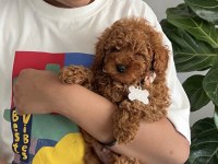 Toy Poodle Köpeklerimiz İçin Ulaşın