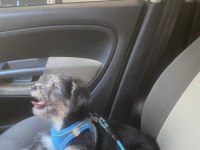 Erkek 5 Aylık Maltese Terrier