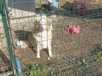 Şecereli anne babadan kahverengi beyaz border collie yavru