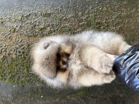 TEACUP ÜST KALİTE POMERANİAN BOO