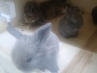 Mini Lop Tavşanı Bebekler