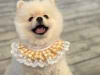 Orijinal Pomeranian Dişi Yavru
