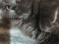 British long hair 1 buçuk aylık dişi kediler