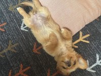 YAVRUMUZA YUVA ARIYORUZ - MALTİPOO