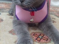 DAMIZLIK SAFKAN IRK SCOTTISH FOLD BLUE