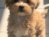 Eşsiz kalitede maltipoo yavrumuz yeni yavaşını arıyor