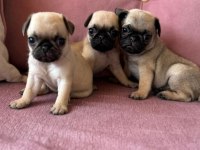 Gül kuyruk orijinal Pug Mobs yavrularım
