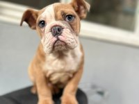 Aşılı ve sağlık garantili ingiliz bulldog bebeğimiz