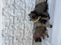 Orjinal saf kan Malinois