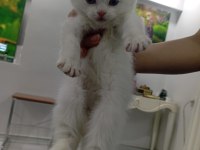 YAVRU SCOTTİSH KEDİMİZ GRİ BEYAZ