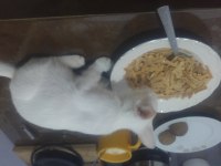 3 AYLIK DİŞİ ANKARA KEDİSİ MELEZİ HENÜZ AŞILARI YAPILMADI