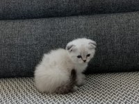 Şekerpare scottish fold