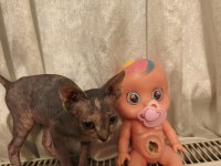 Naked Beauty Sphynx Cattery