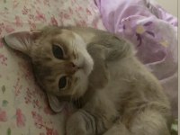 3 yaşında erkek british shorthair golden