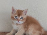 British shorthair choholate golden erkek Yavrumuz