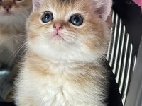 Golden British Shorthair Yavrularımız