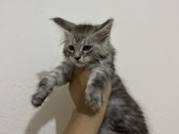 Şecere ve üretim izinli dev maine coon bebekler