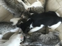 Şirin Yavru Kediler Sahiplendirilecek