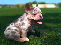 Lilac merle tan isabella carrier french bulldıog