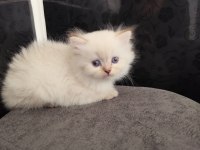 Safkan British Longhair