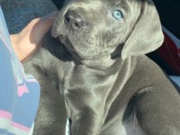 CANE CORSO YAVRULARIMIZ