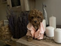 Dişi ve Erkek Poodle Yavrular